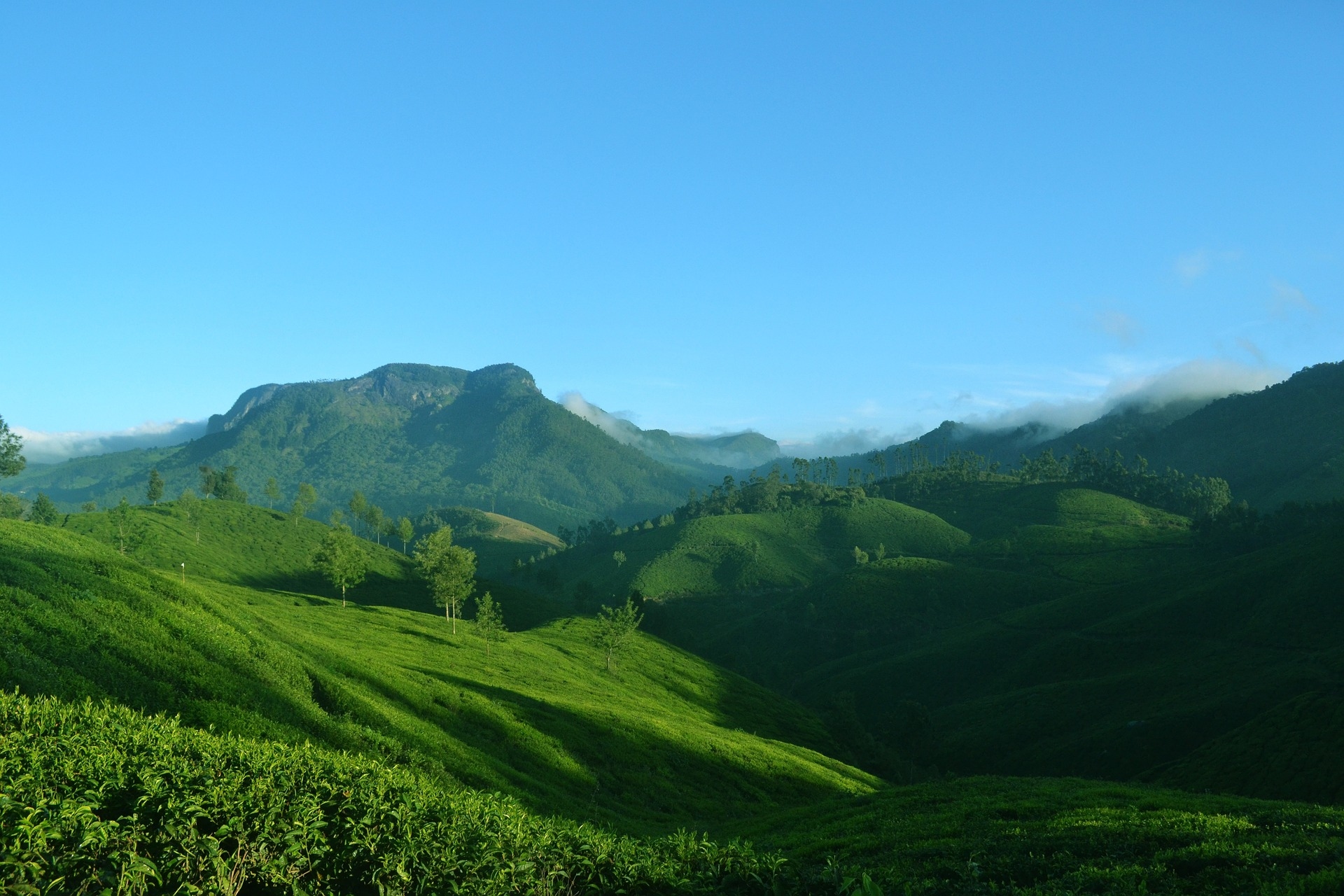 Munnar, Kerala 
