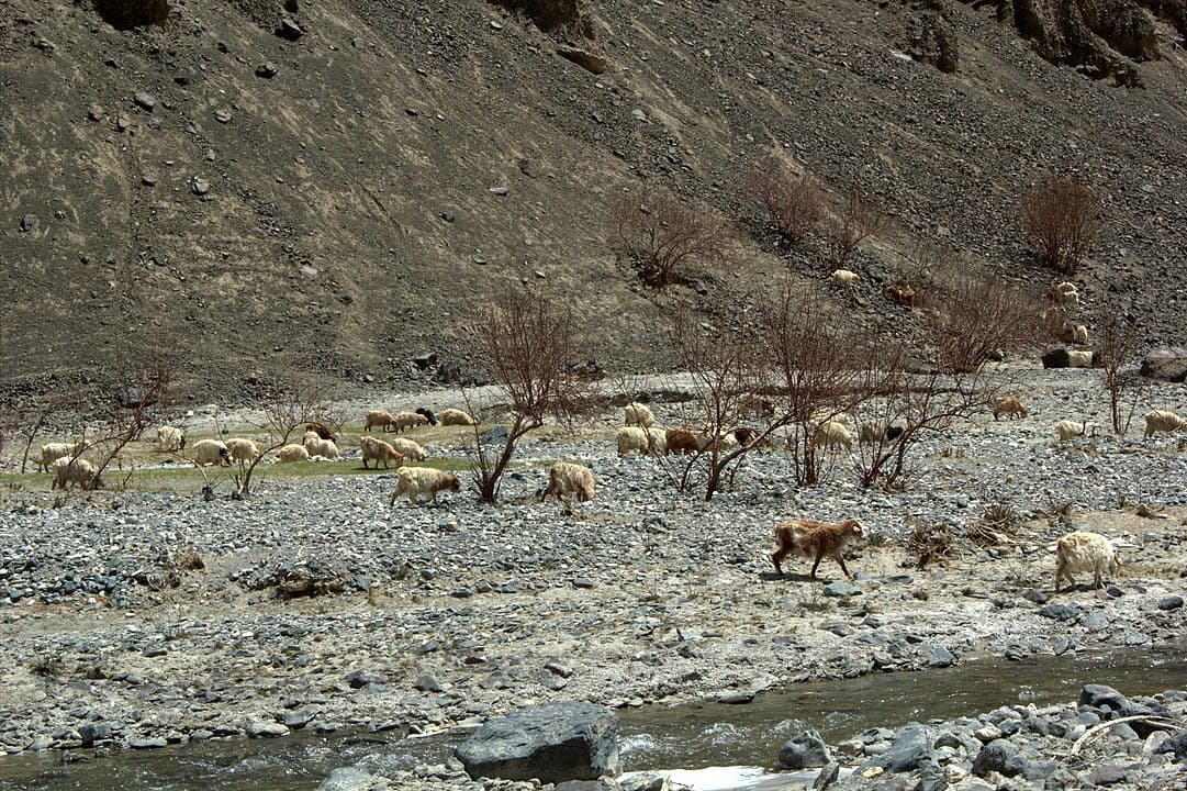 Hemis national park