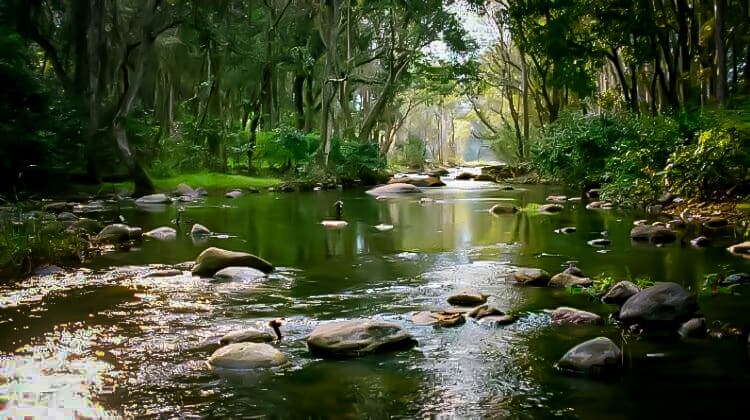 The Kuruvadweep, Wayanad