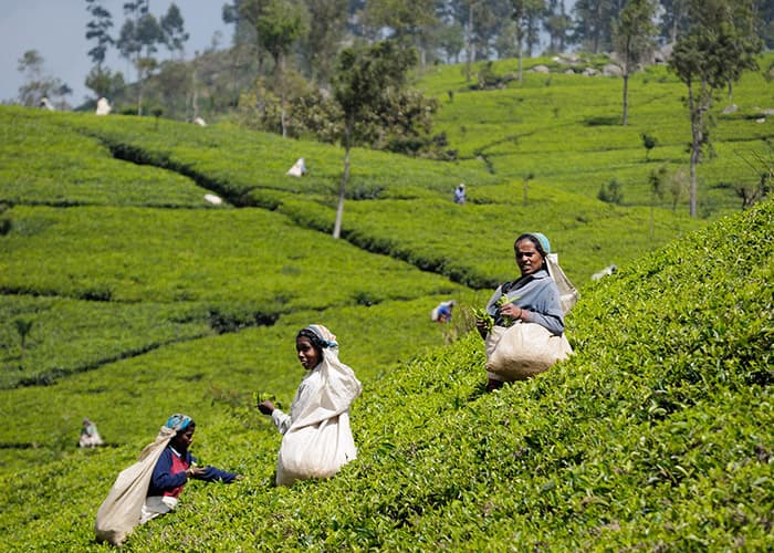 Women in coffee plantation