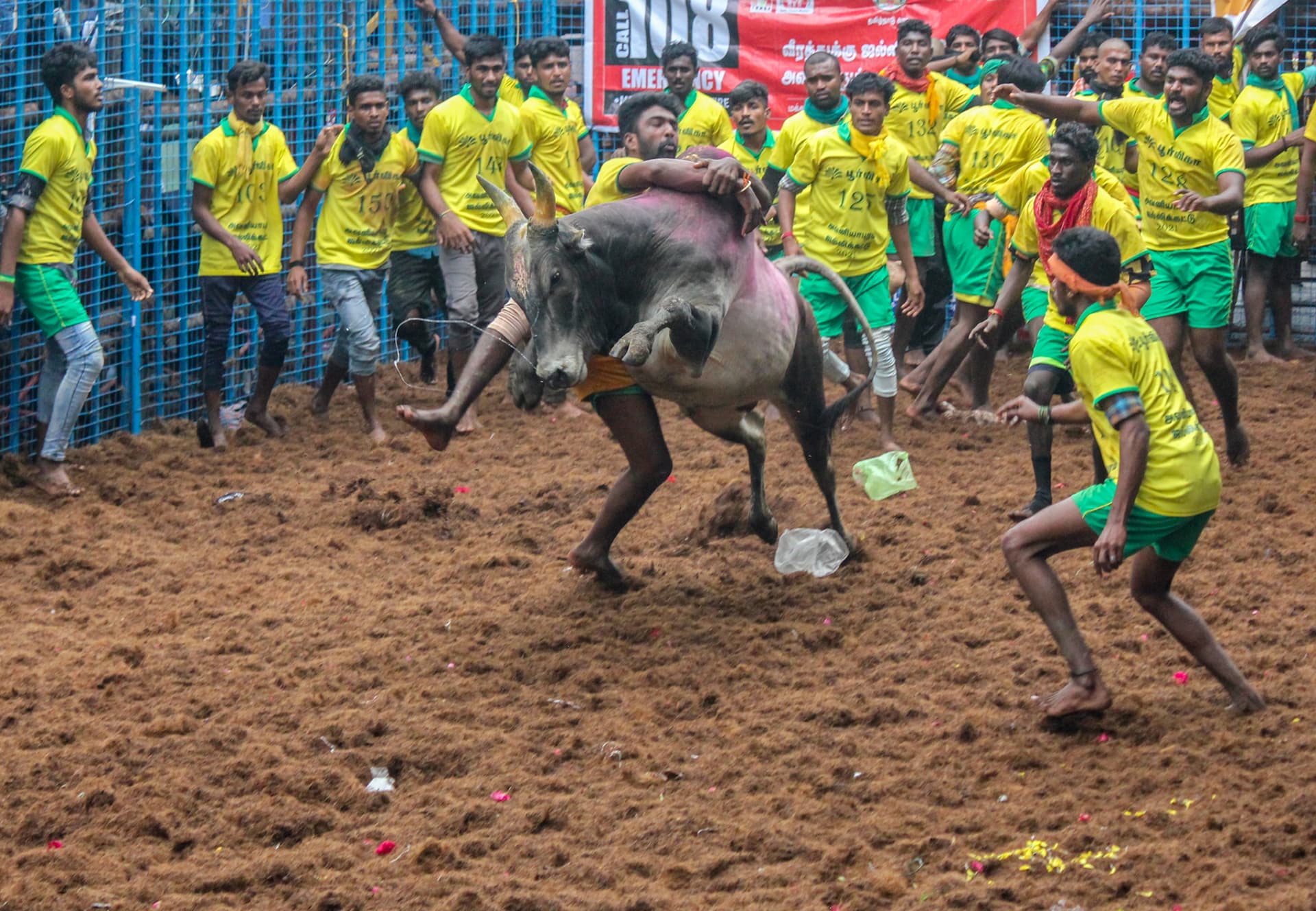 Jallikkatu game in Tamil Nadu