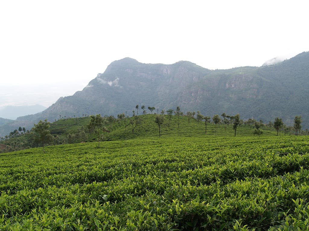Coffee plantation in Kodaikanal