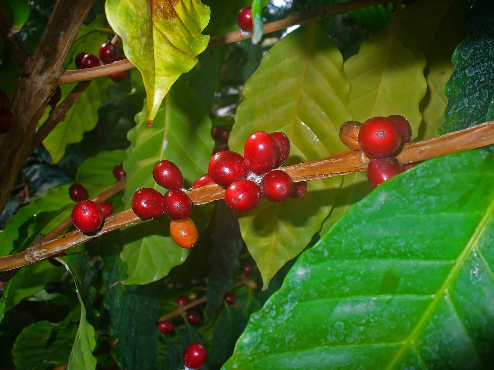 Arabica coffee plant