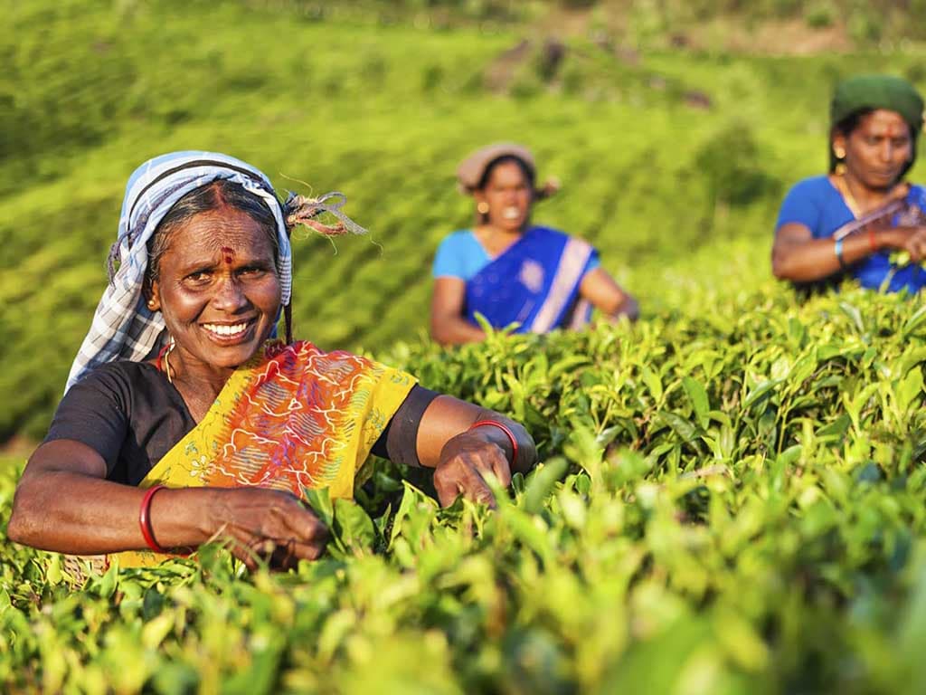 Women farmer in kodaikanal coffee