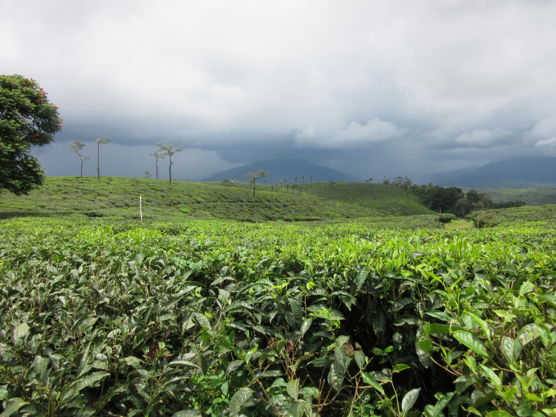 Coffee plantation in Kodaikanal