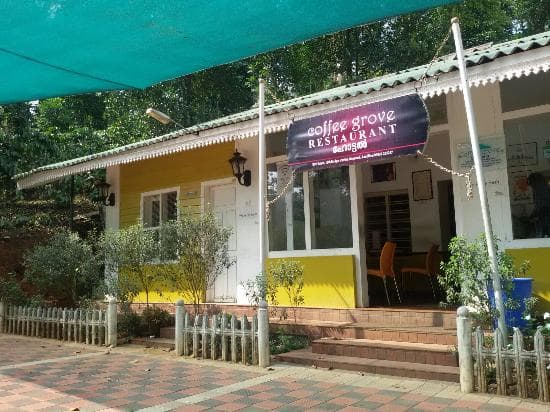 Wayanad's Coffee Grove