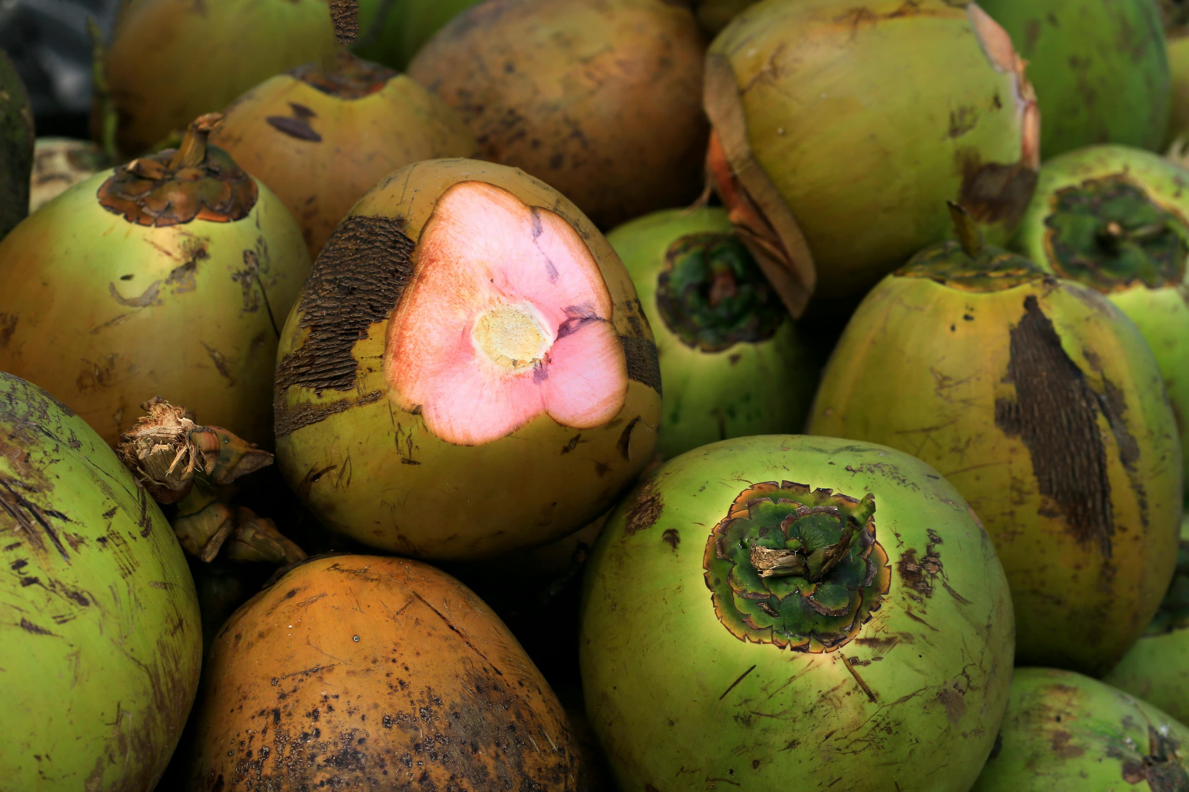 Coconuts, a tropical gem