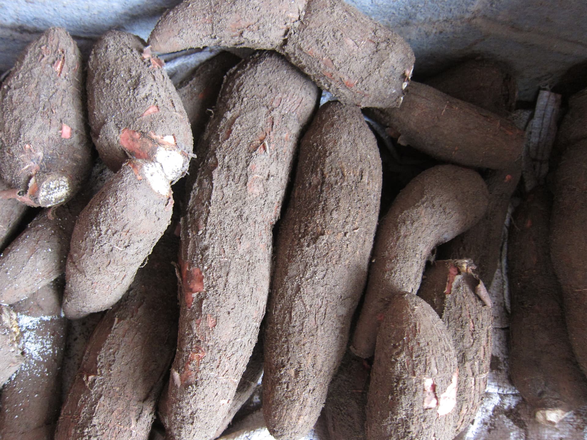 Tapioca, a starchy superfood