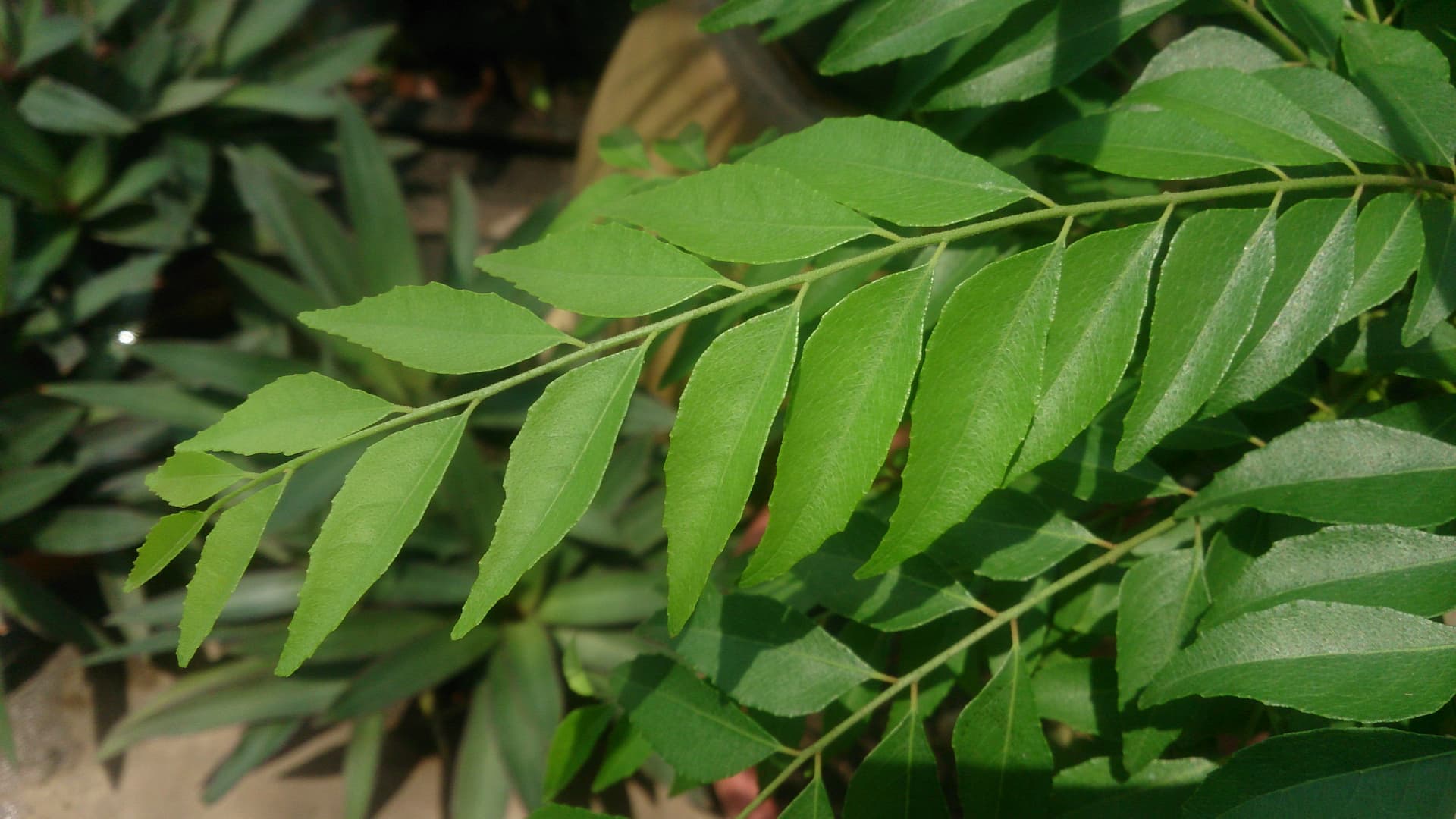 The curry leaves, a must in Kerala delicacies
