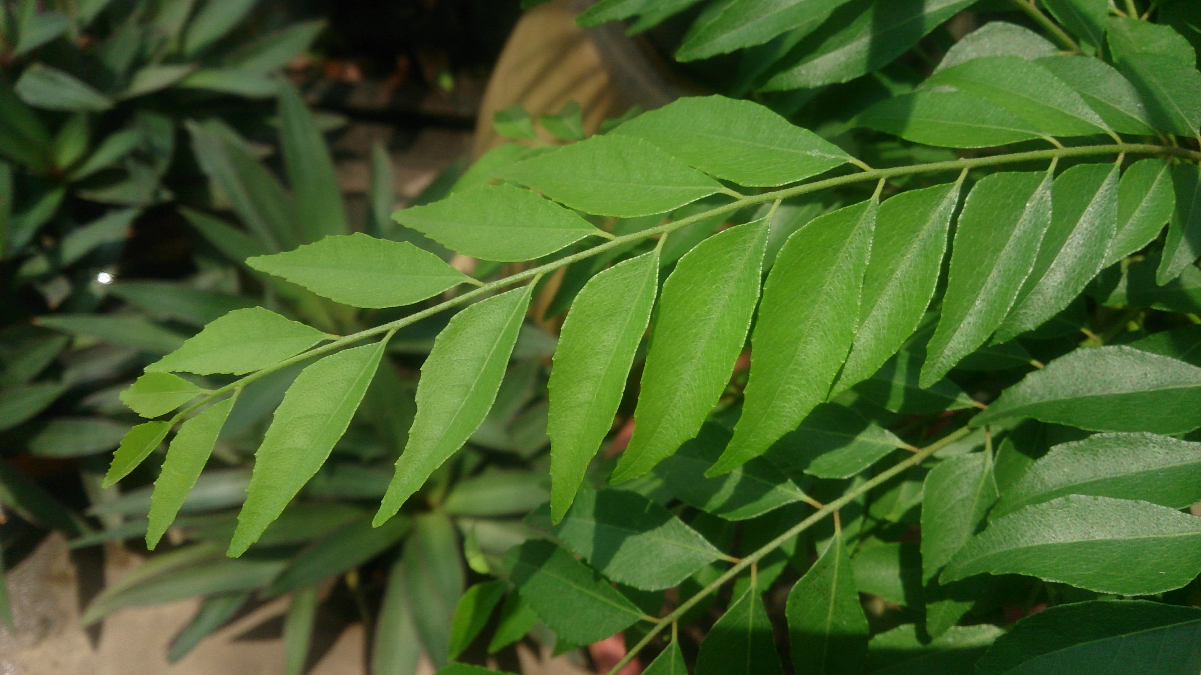 The curry leaves, a must in Kerala delicacies