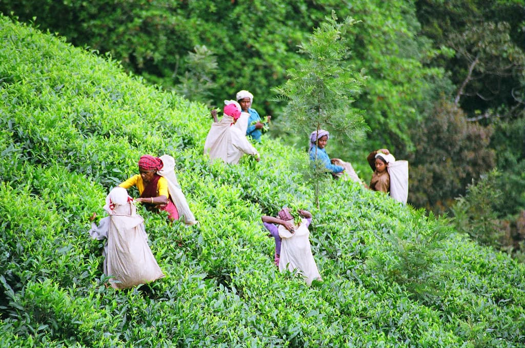 Wayanad's organic tea