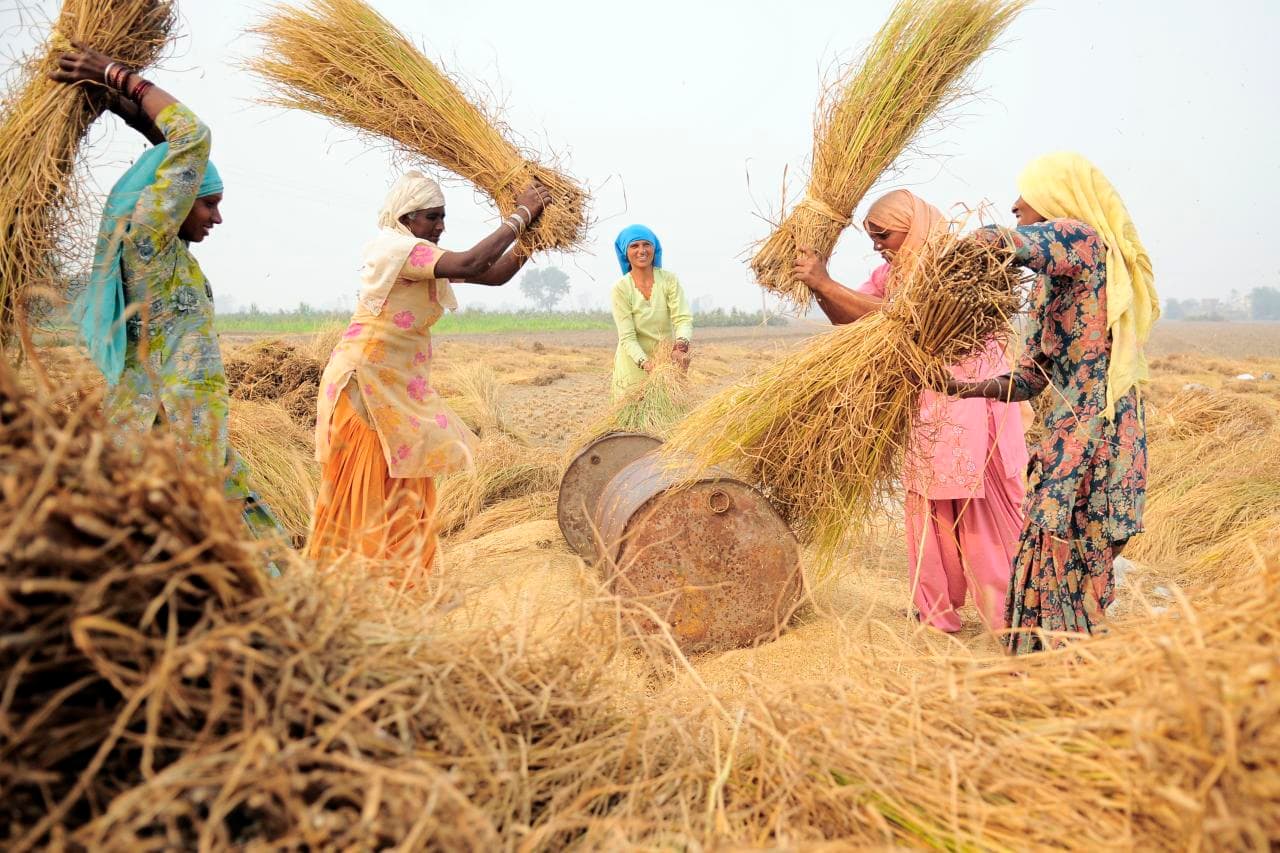 Puthari, the harvest festival