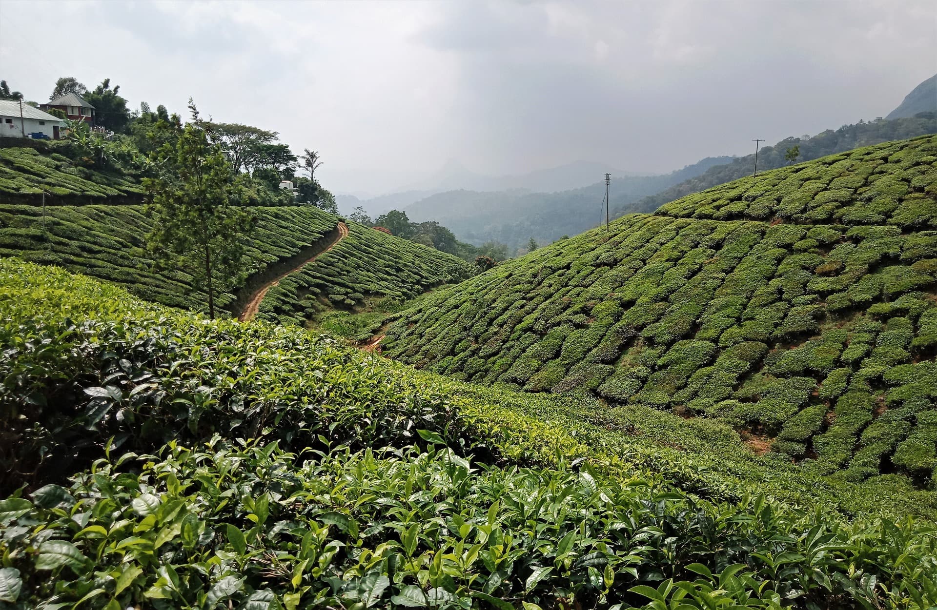 Munnar Tea Plantation 