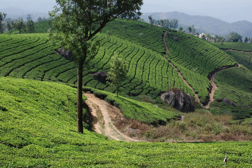 Kannan Devan Hills 