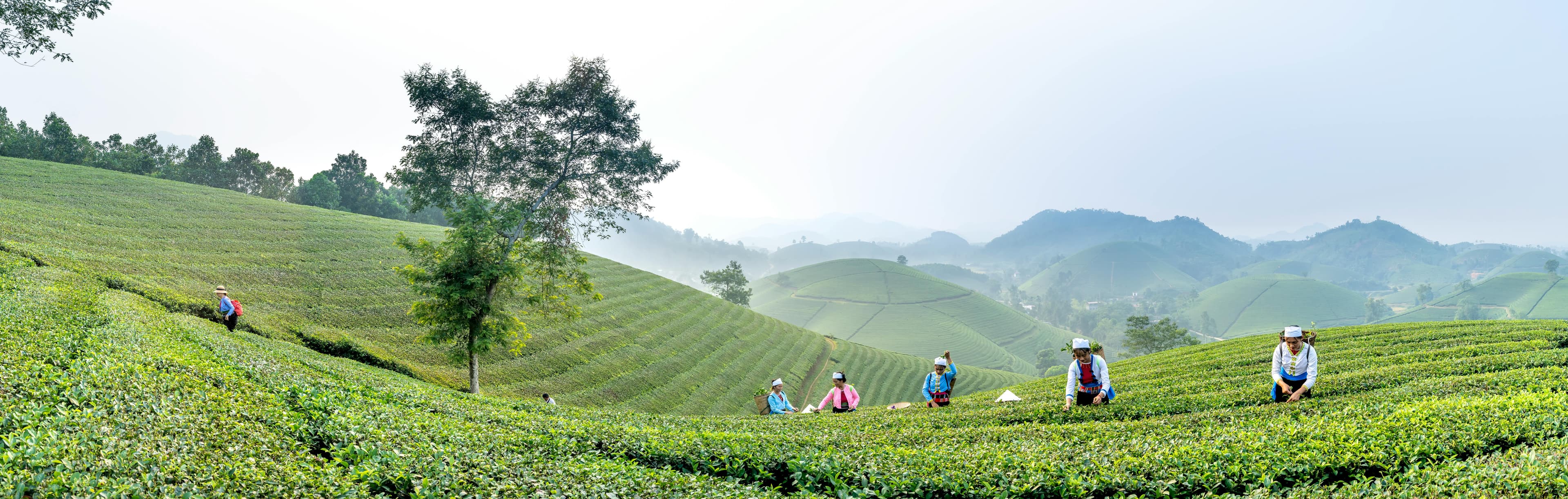 Trekking through tea plantations 