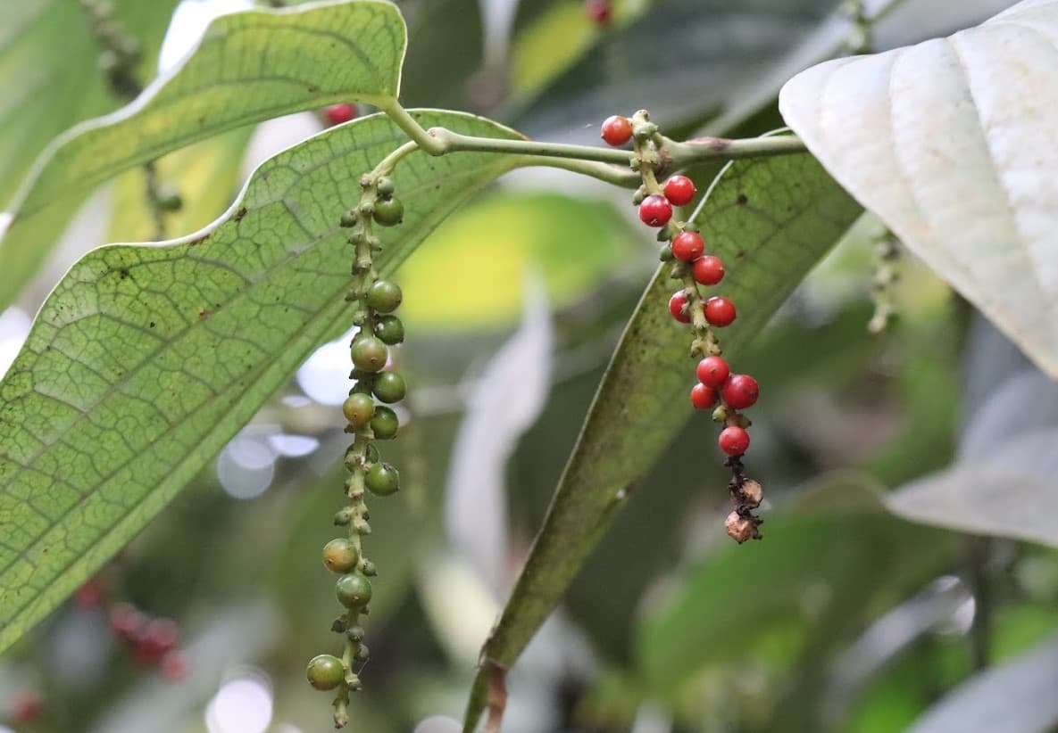 Spice plants 