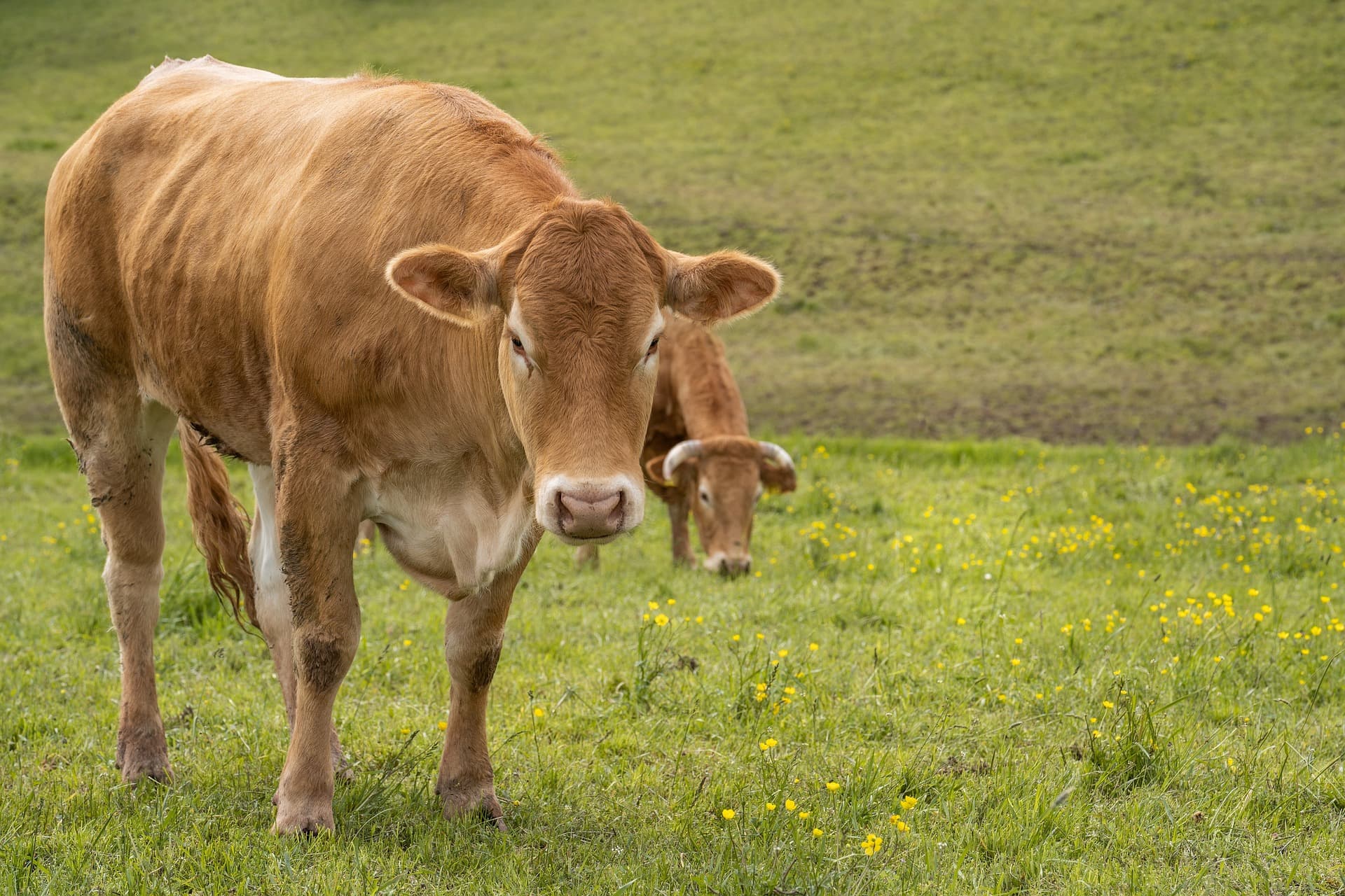 Mattupetty Indo-Swiss Farm 