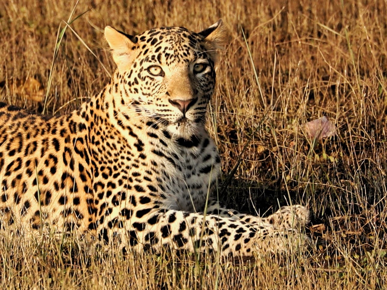 Bhadra Wildlife Sanctuary, Chikmagalur