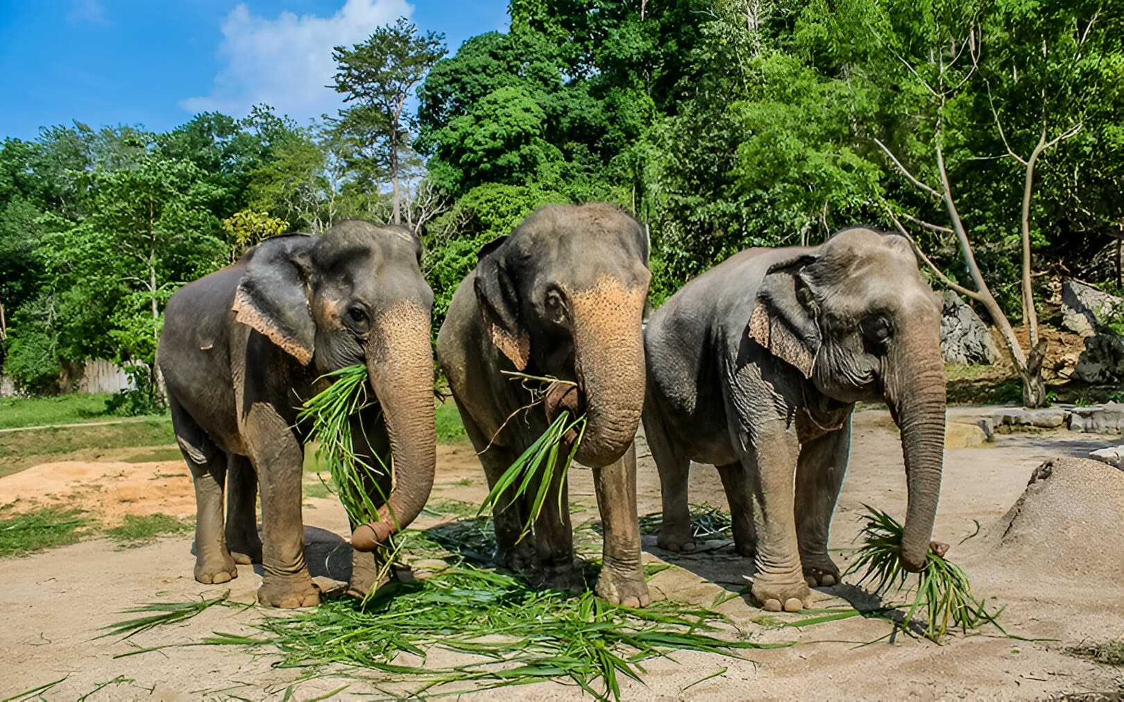 group of people at the sanctuary giving bath to Elephants