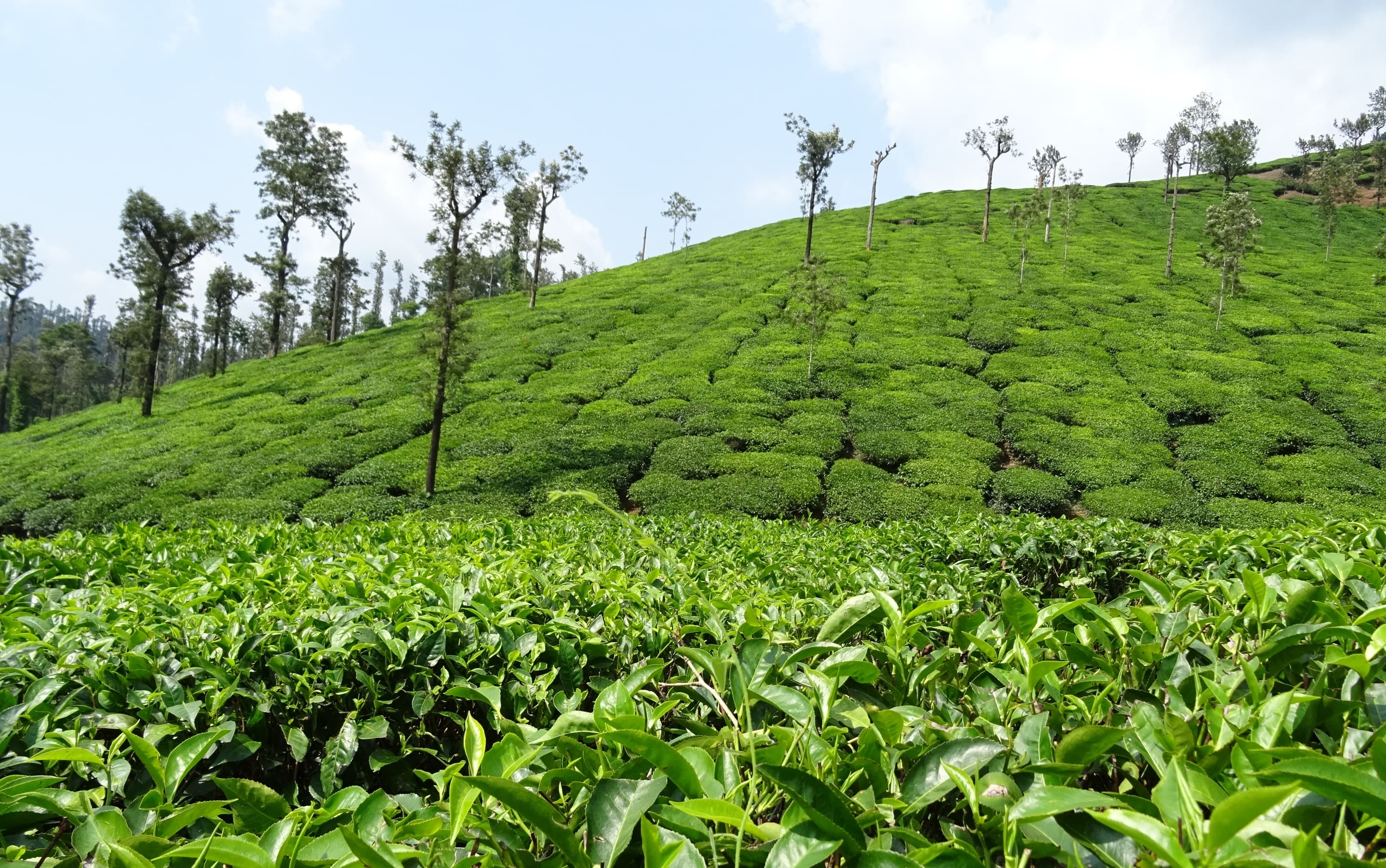 Samse Tea Estate, Chikmagalur