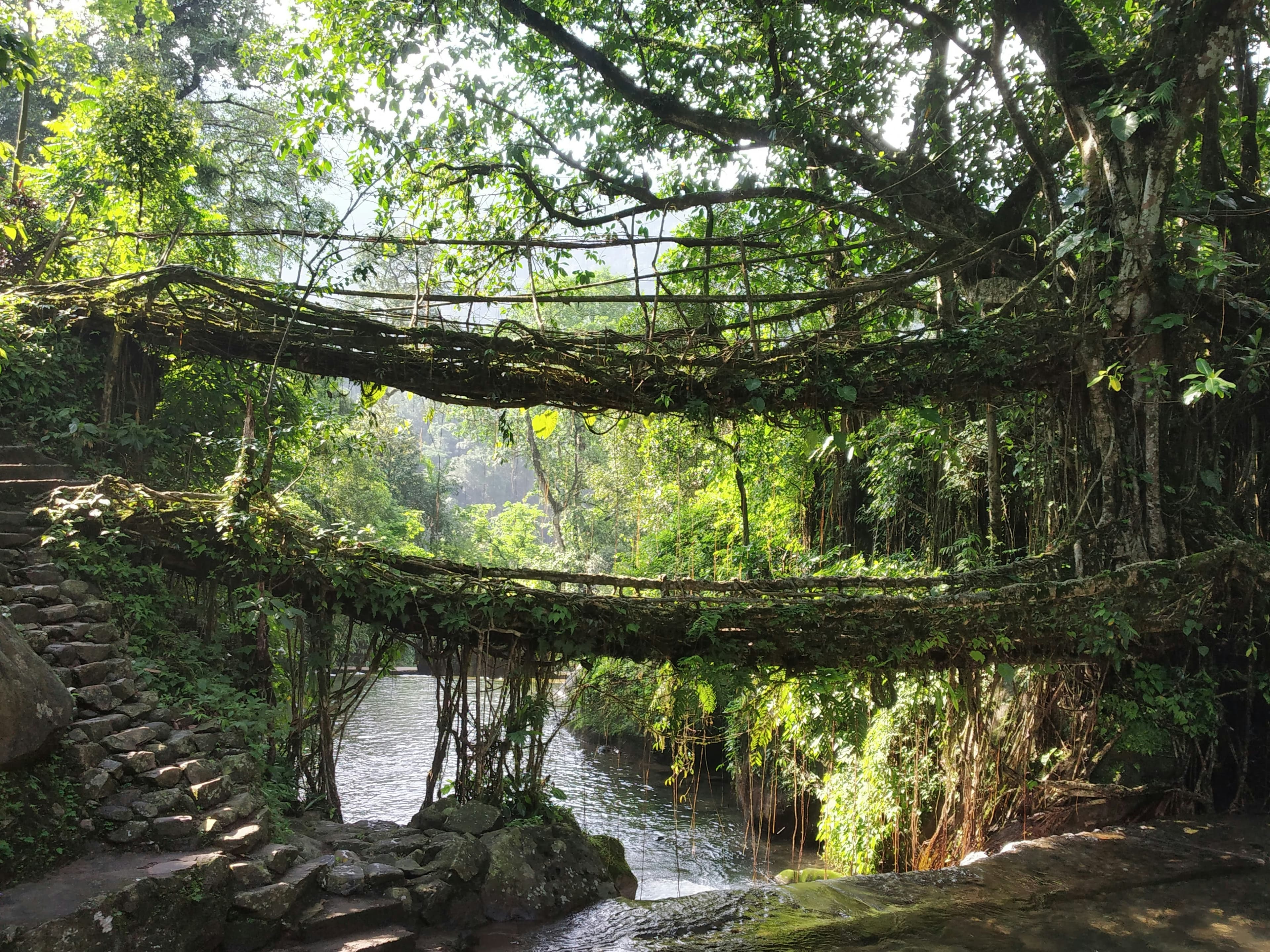 living root bridges