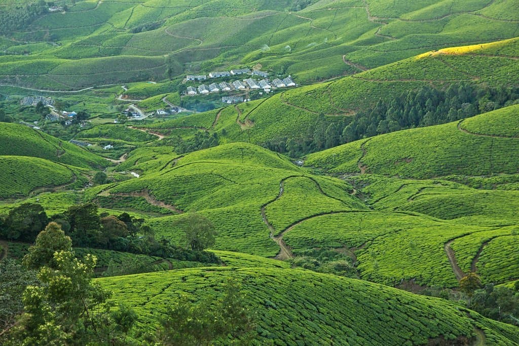tea plantations