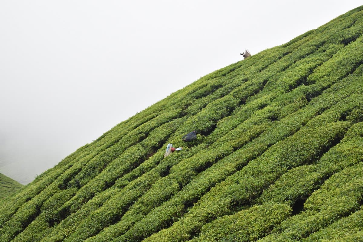 tea plucking views