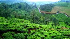 tea plantation