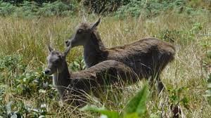 Eravikulam National Park animal