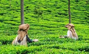 Wayanad Tea farming