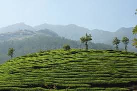 Wayanad Tea view