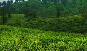 Wayanad Tea view