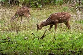 Wayanad Wildlife Santuary animals