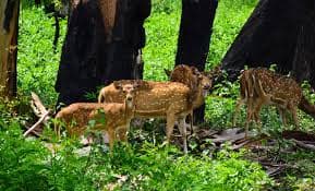 Wayanad Wildlife Santuary wildlife