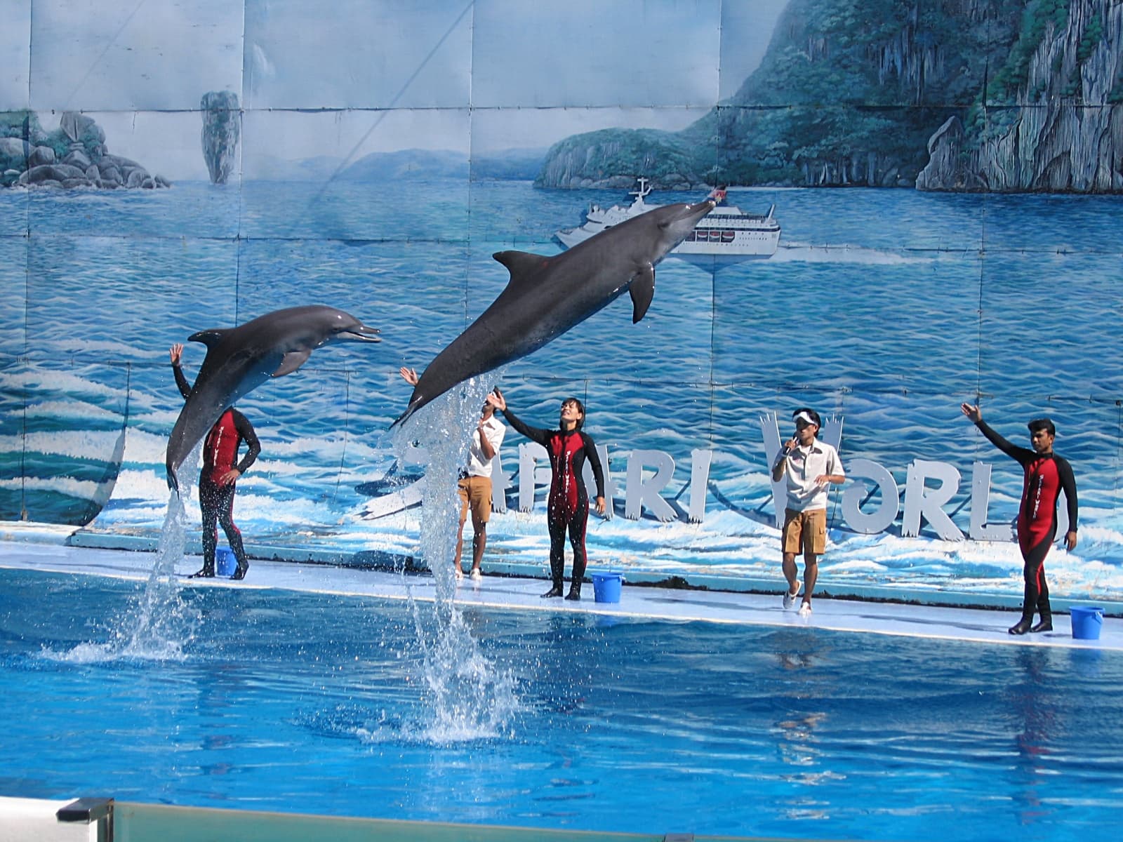 Dolphin show