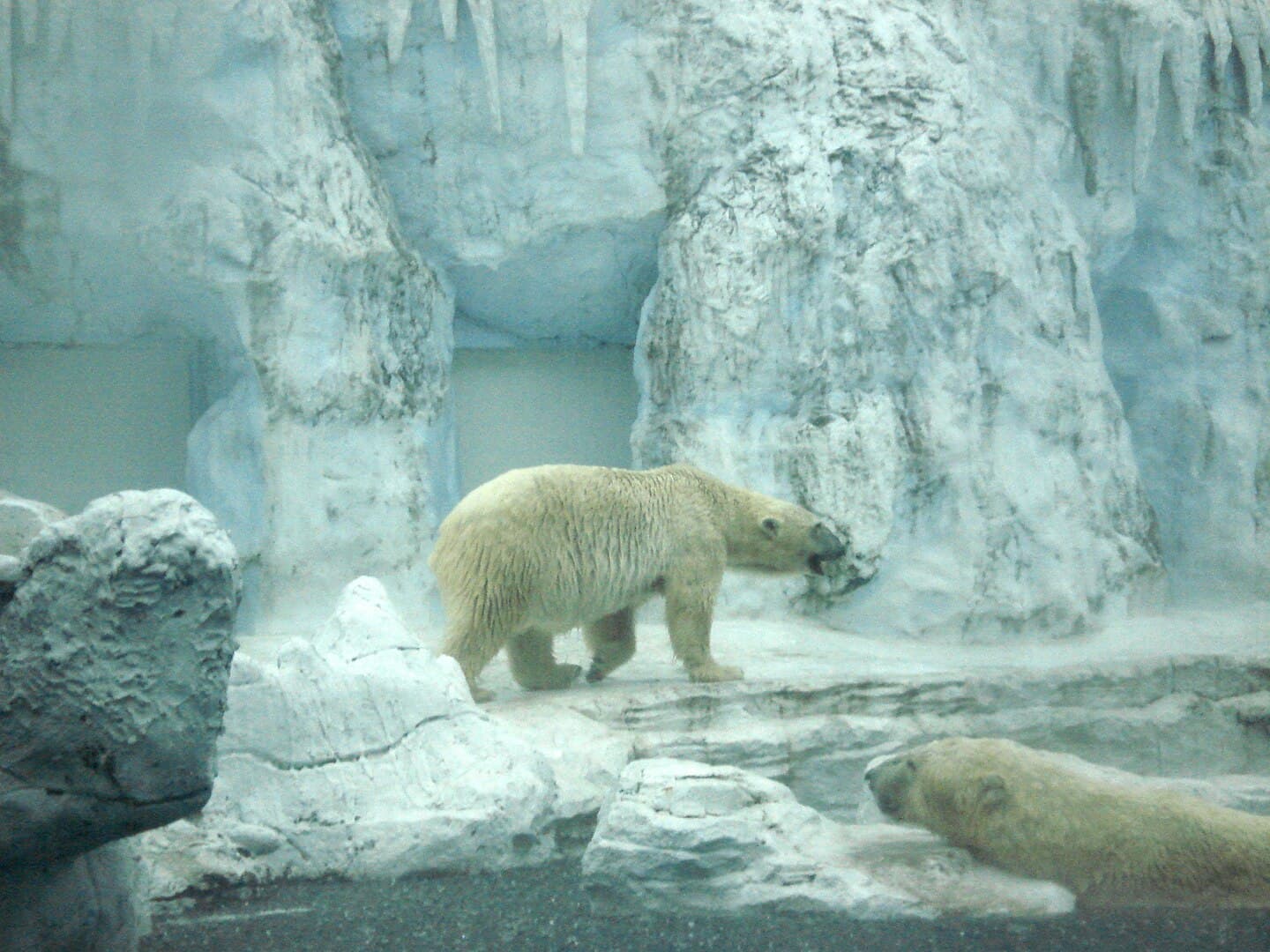 Polar bears at Safari World