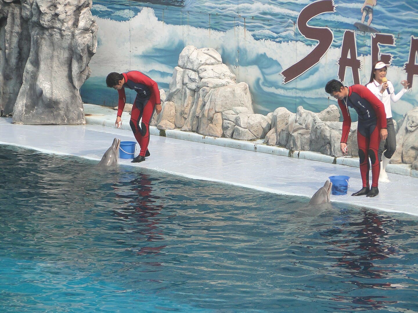 trainers feeding the Dolphins