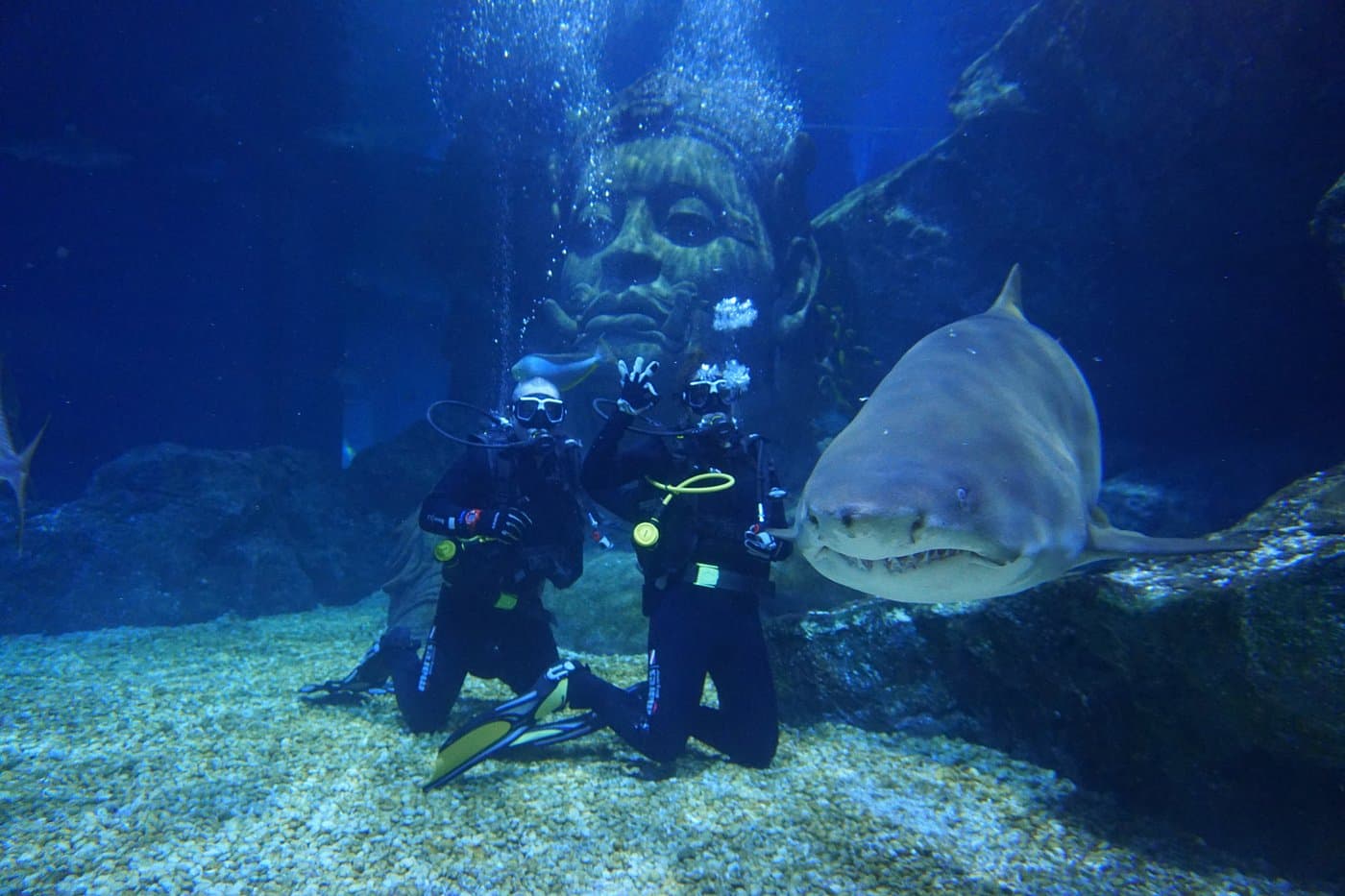 People diving with the shark