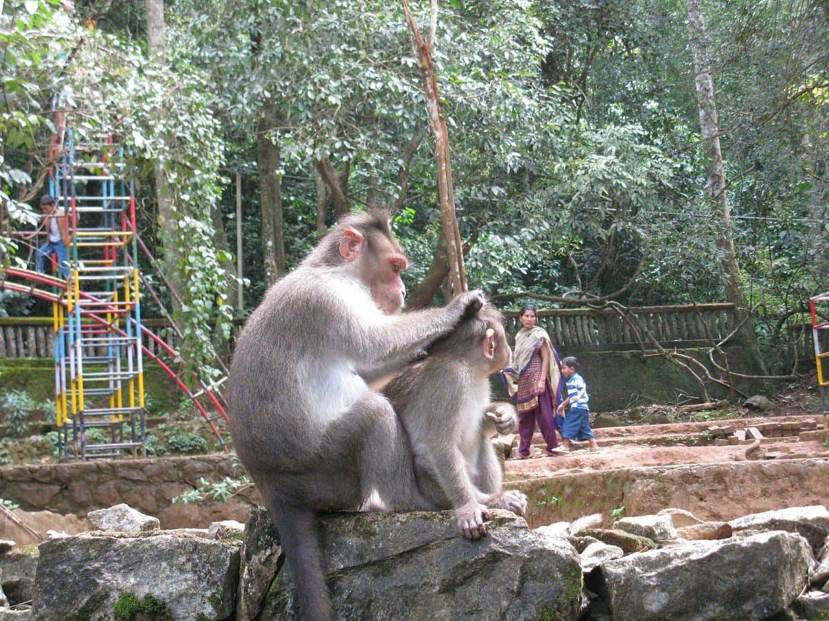 Pookode Lake animals