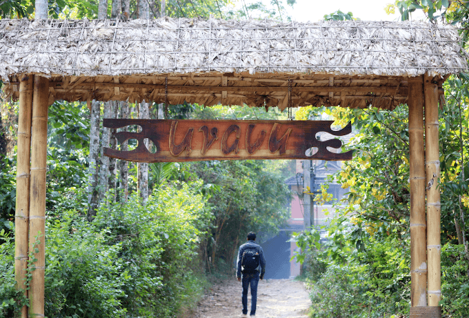 Bamboo plantations