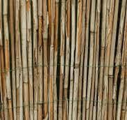 Bamboo 