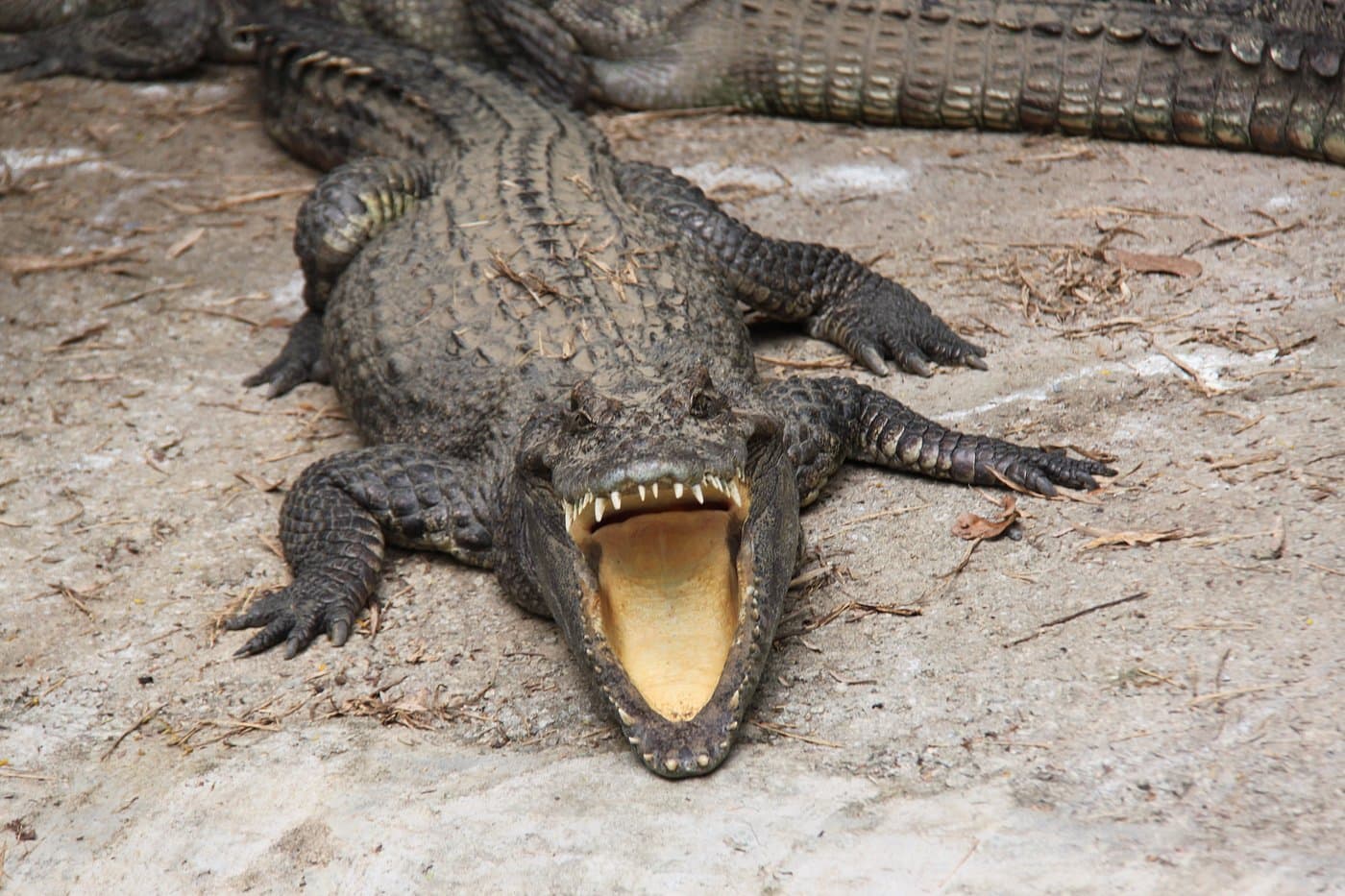 Crocodiles in Phuket Bird Park