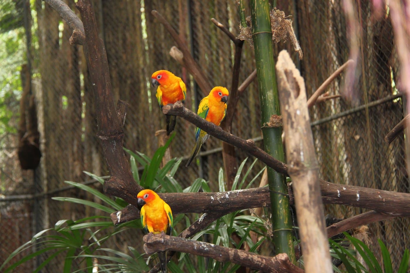 A group of birds