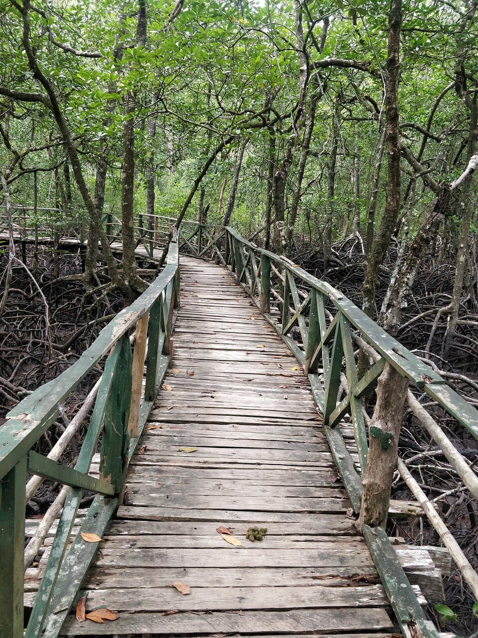 Mangrove forests in Baratang Island