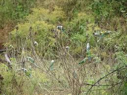 Bird Watching in Bhadra Wildlife Sanctuary