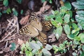 Butterlies in Bhadra Wildlife Sanctuary