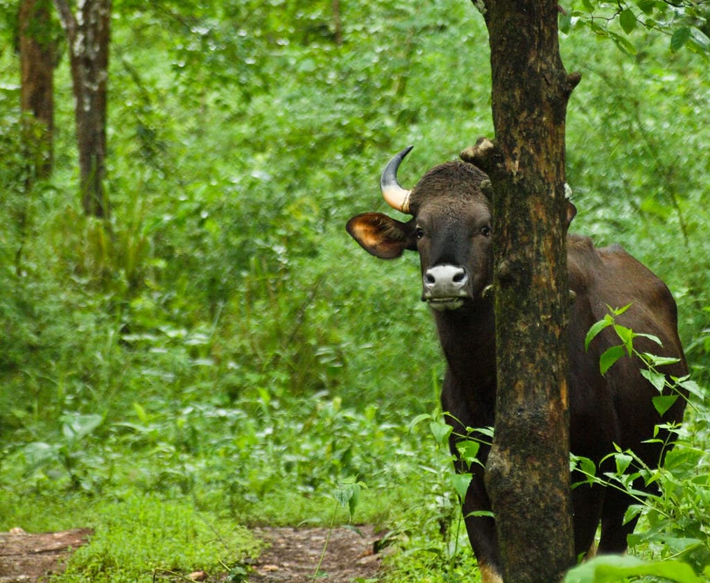 Bhadra Wildlife Sanctuary Fauna