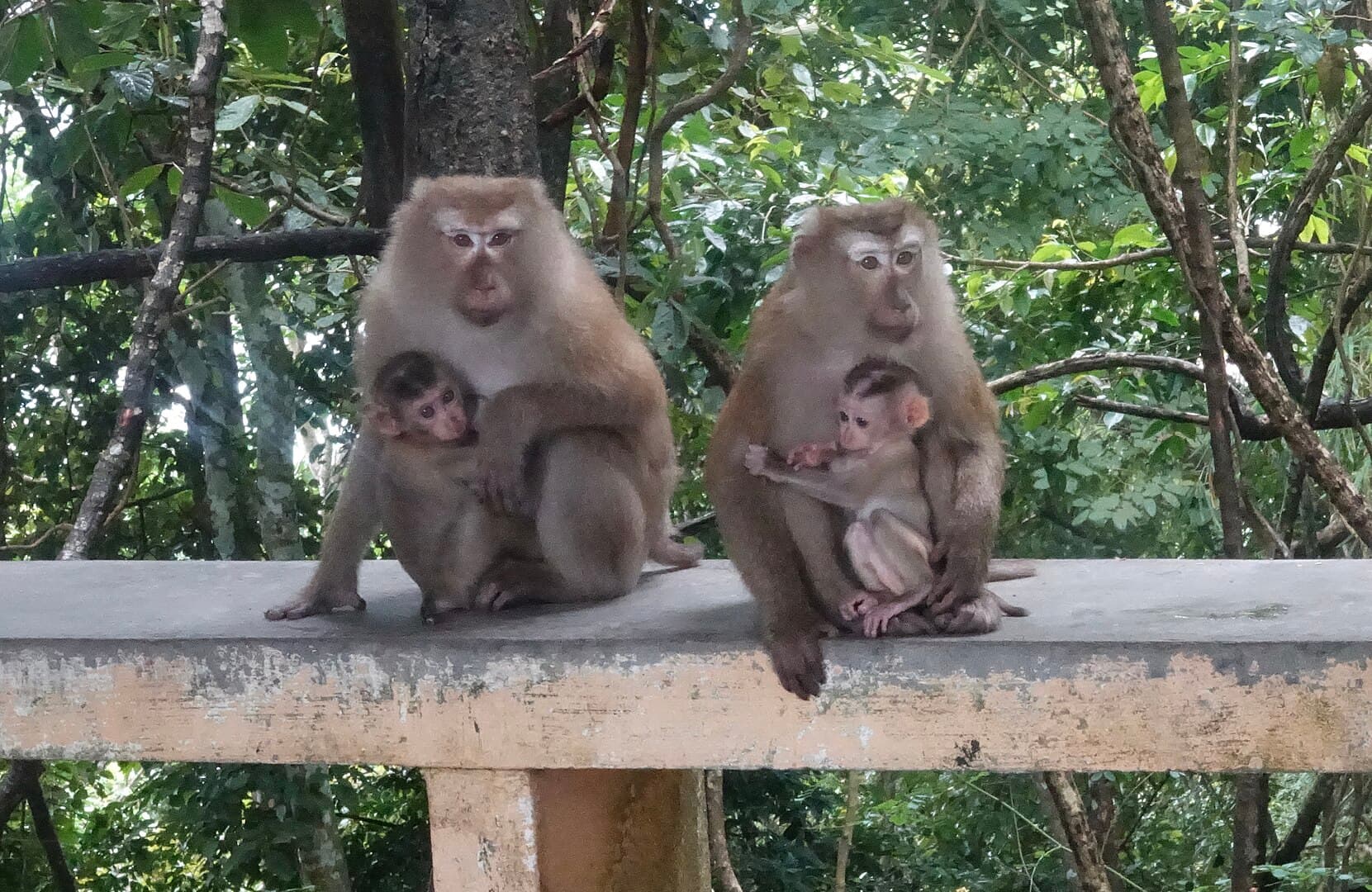 A monkey family