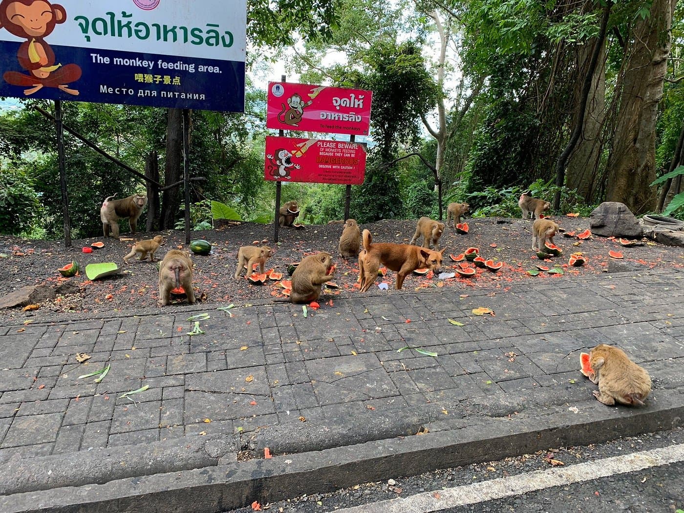 Monkeys eating a fruit