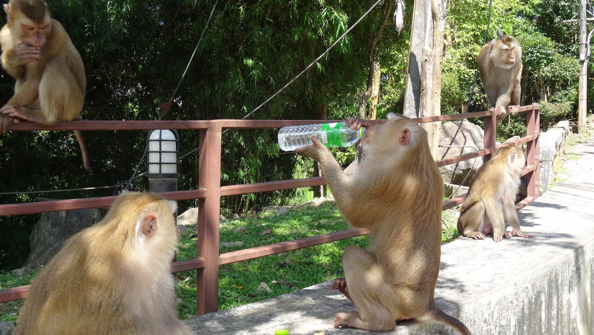 A monkey drinking water from a bottle